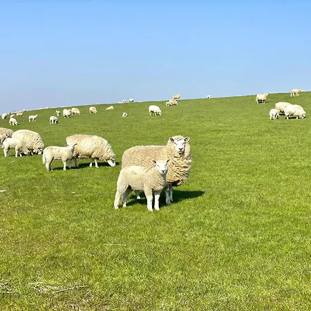 Prázdninový dům Salzwiesenblick Westerdeichstrich